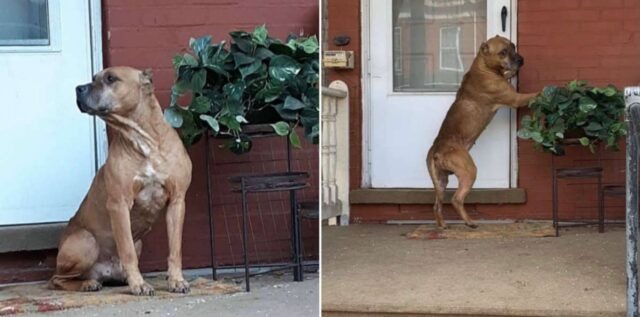 Il cane ha aspettato sotto il portico per settimane, dopo che la sua famiglia si è trasferita, abbandonandolo