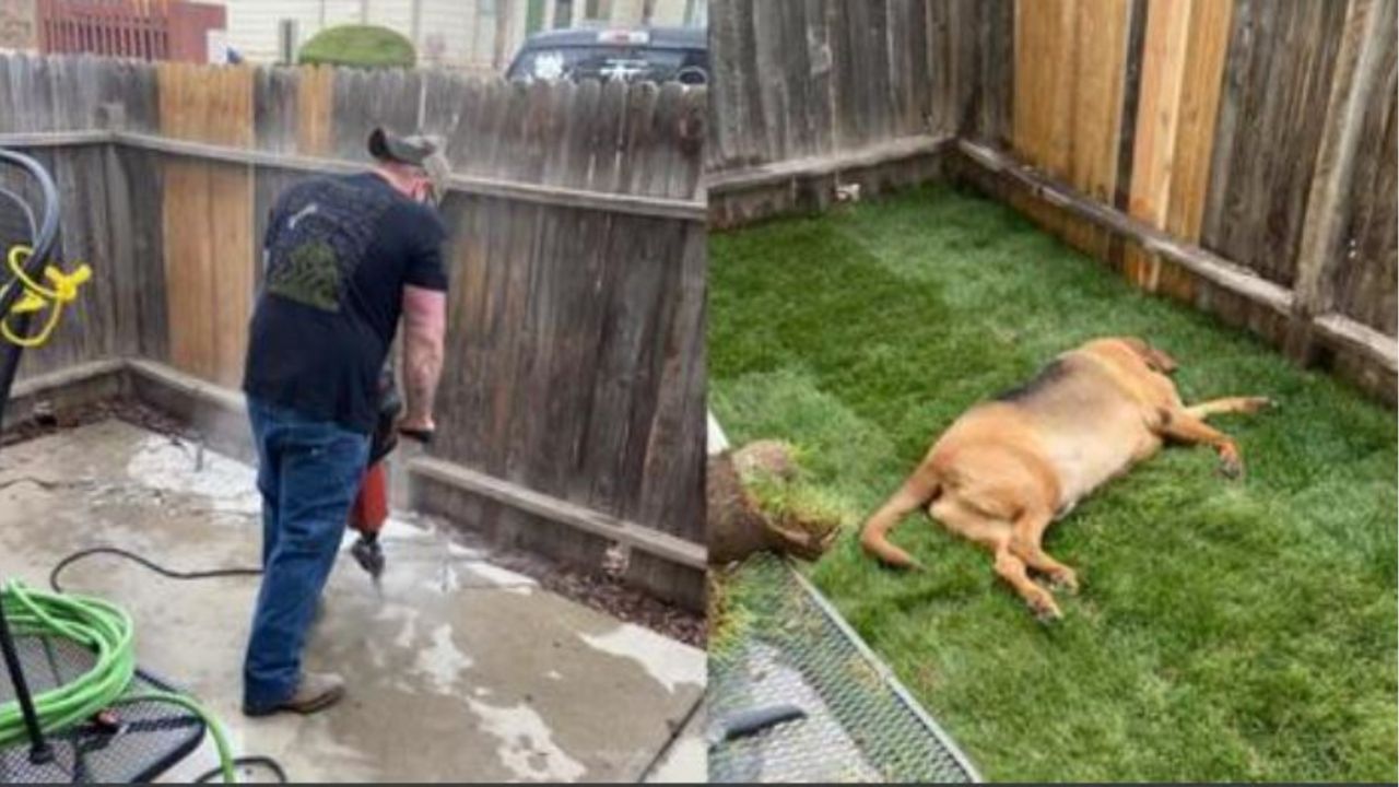 un cane sdraiato in cortile