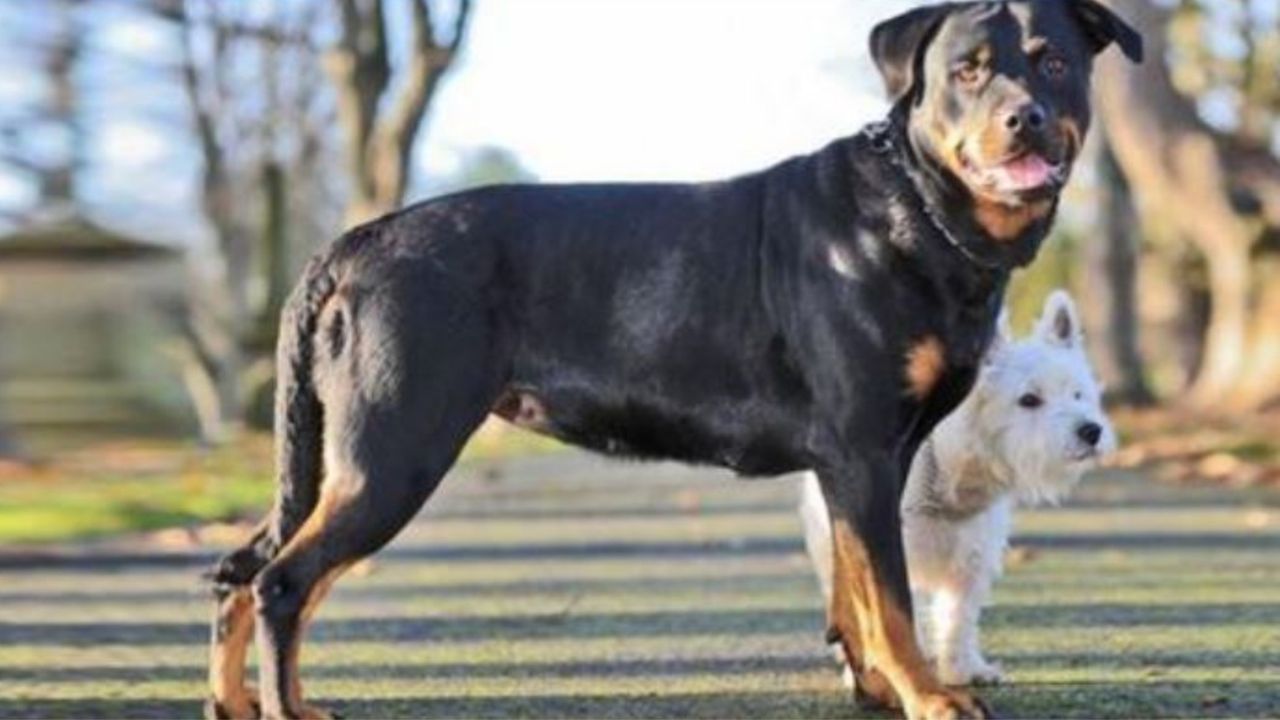 un Rottweiler di nome Zara e Joey il Terrier