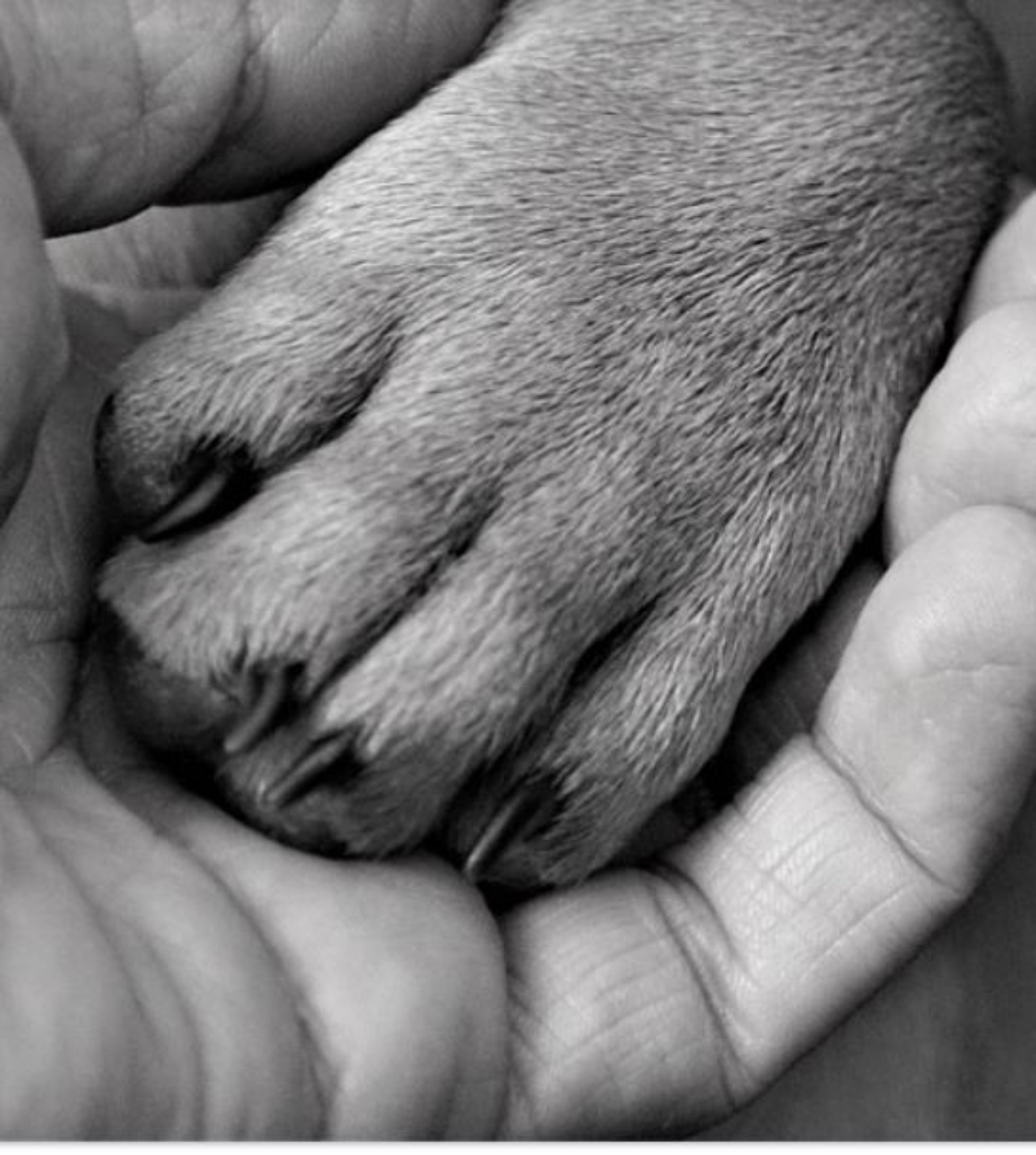 La zampa di un cane su una mano