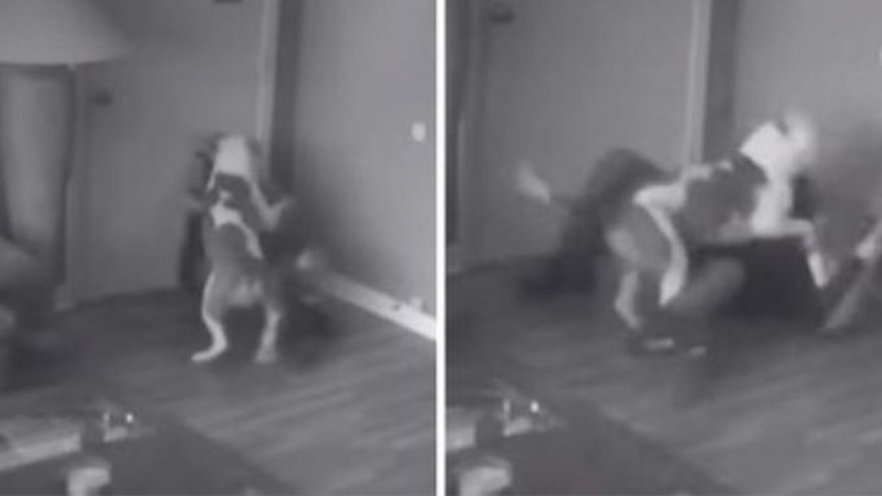 Un cane di razza Pitbull salva la sua mamma