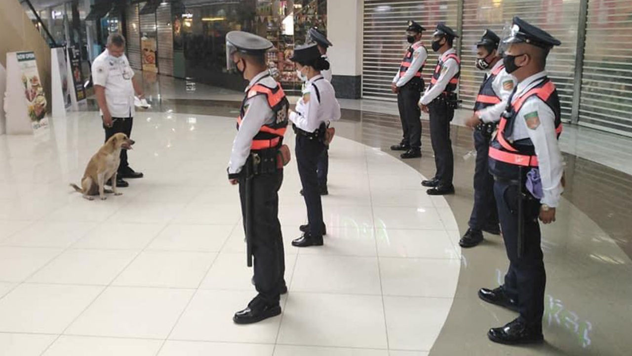 cane diventato una guardia di sicurezza