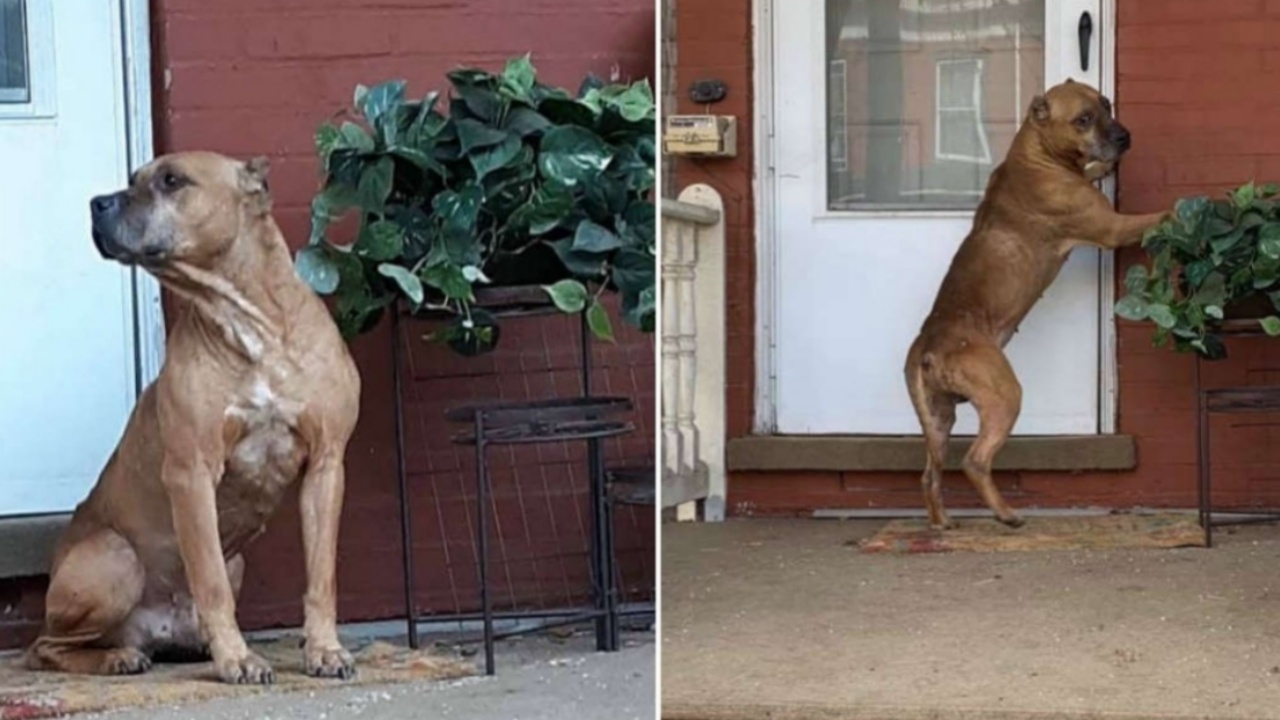 cane abbandonato dalla famiglia