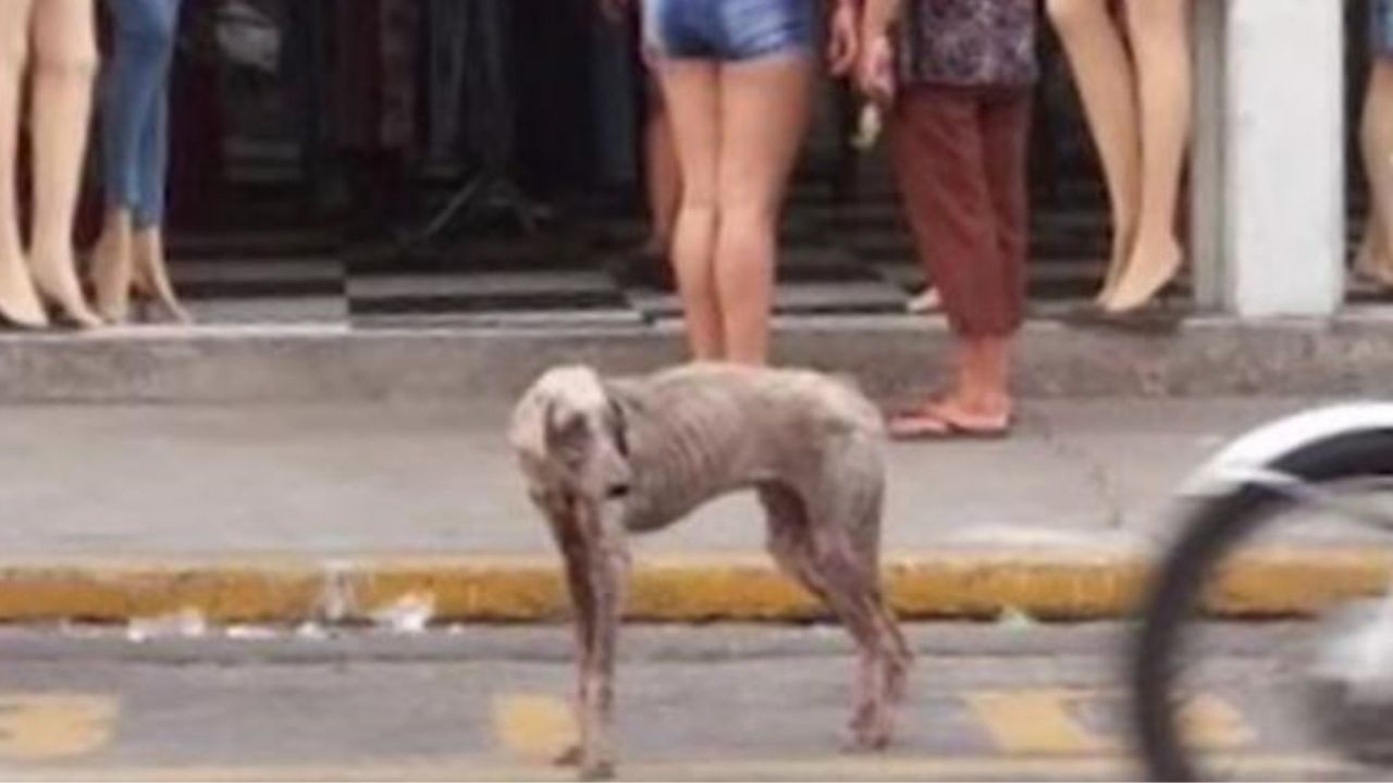 Un cane in mezzo alla strada trafficata
