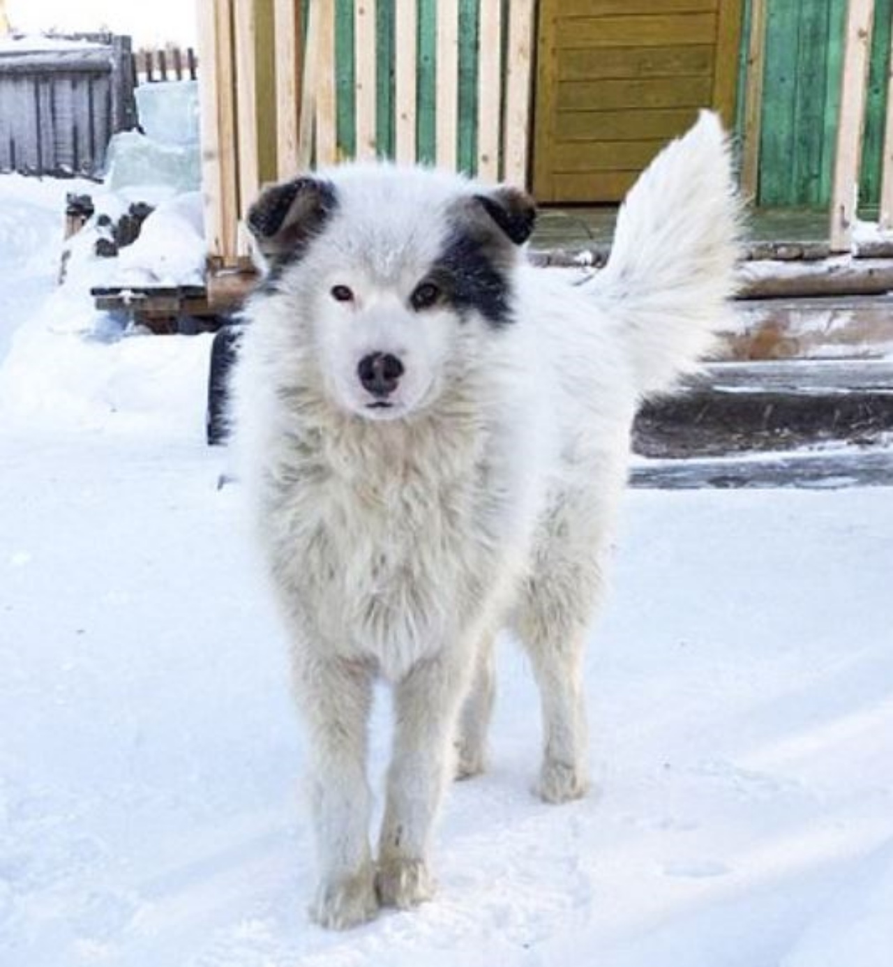 Il cane che ha salvato un bambino