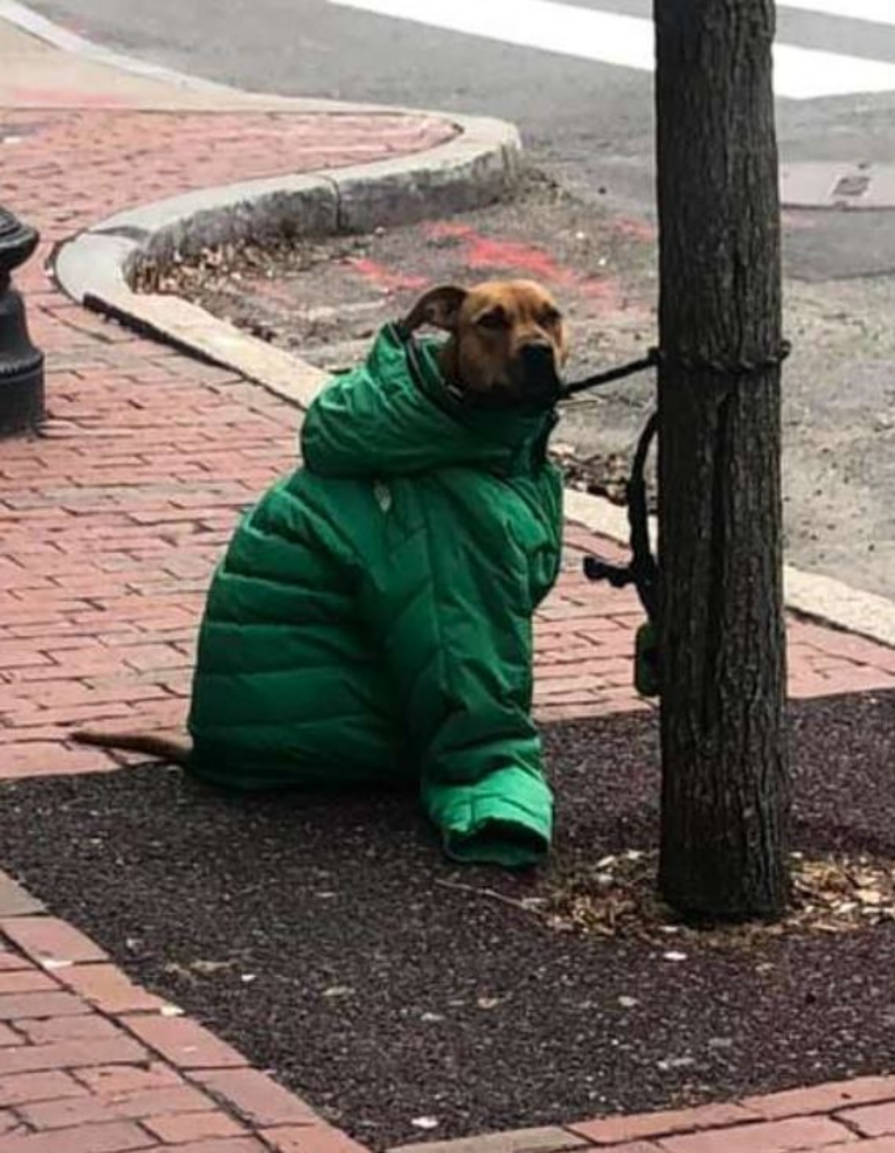 Un cane con un giubbotto verde legato ad un albero