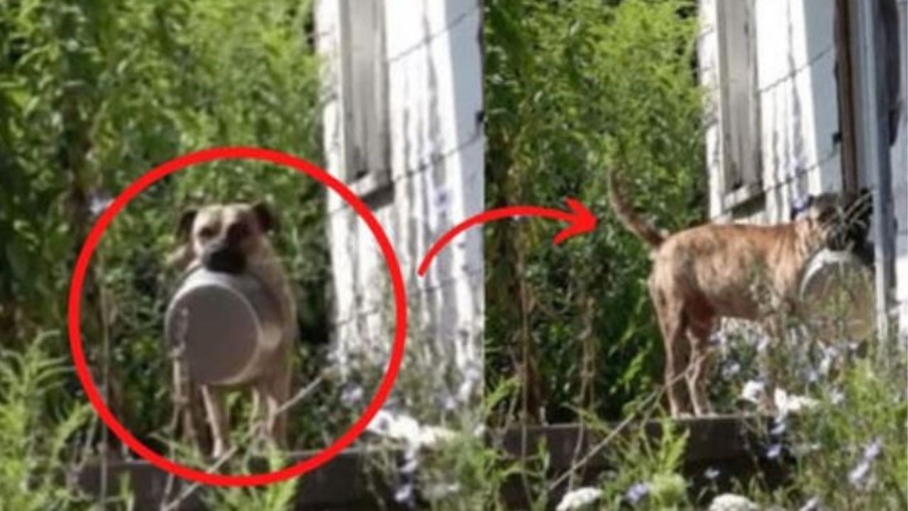 Un cane con una ciotola in bocca