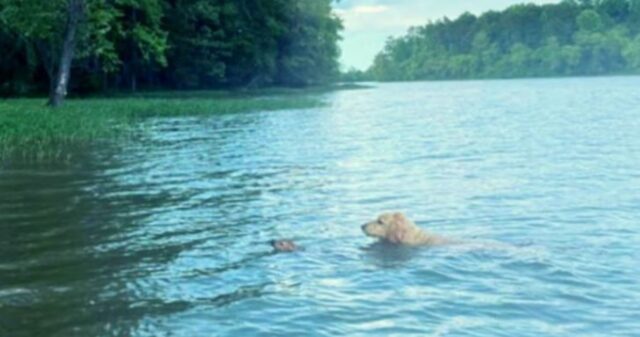 Il Goldendoodle salva un piccolo cervo che stava annegando: adesso sono ottimi amici