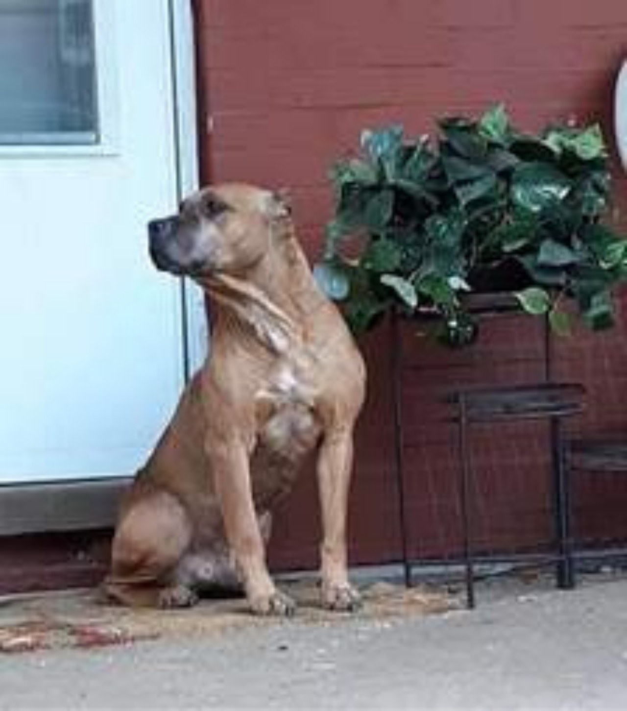 cane sulla porta di casa