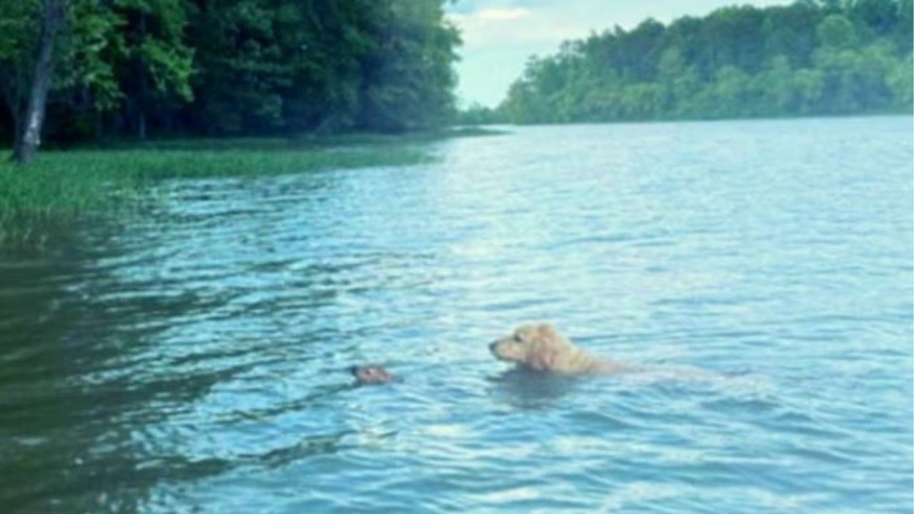 Cane con un cerbiatto in acqua