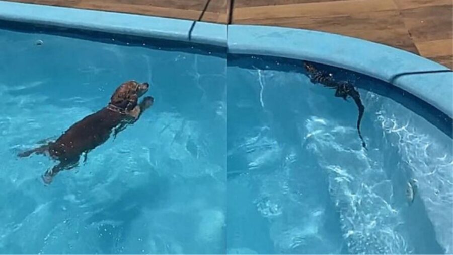 Un cane in acqua e una lucertola in piscina