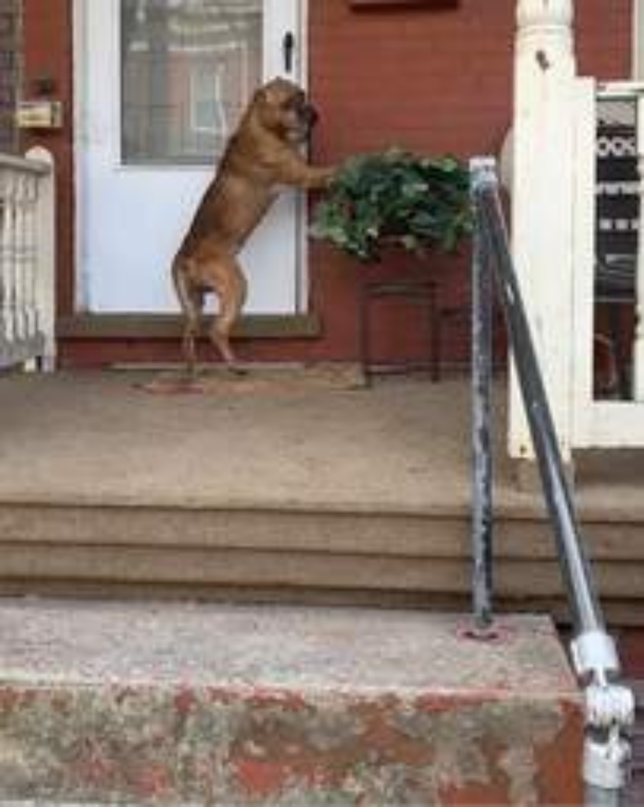 cane vuole entrare in casa