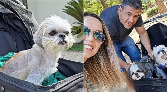 Cagnolino salvato da maltrattamenti e abusi ha finalmente la famiglia adottiva che si merita