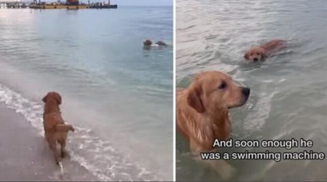 un cane al mare