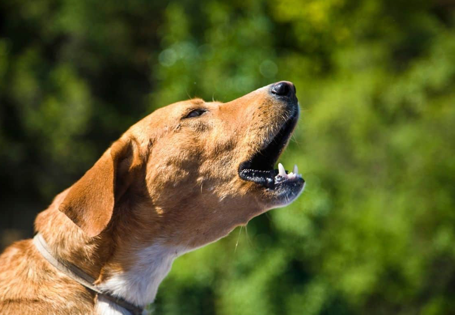 cane che richiama l'attenzione