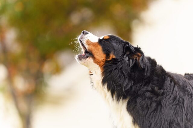 Cane abbaia alle ambulanze, perché e come evitarlo