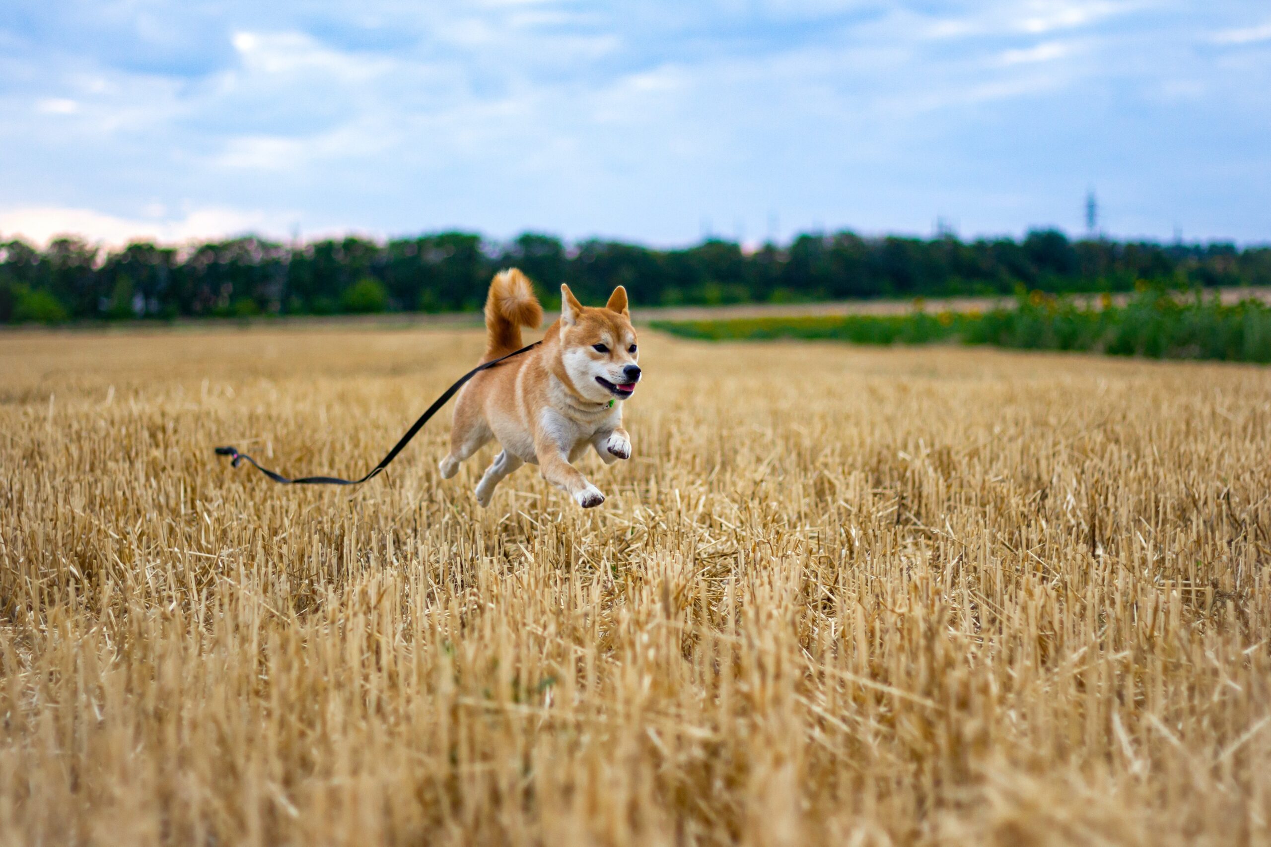 cane che scappa in un campo