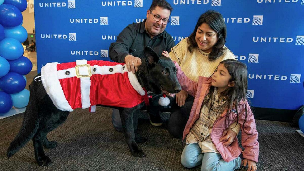 Cane nero con maglione di Natale