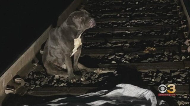 Cane abbandonato sui binari del treno, salvato appena in tempo
