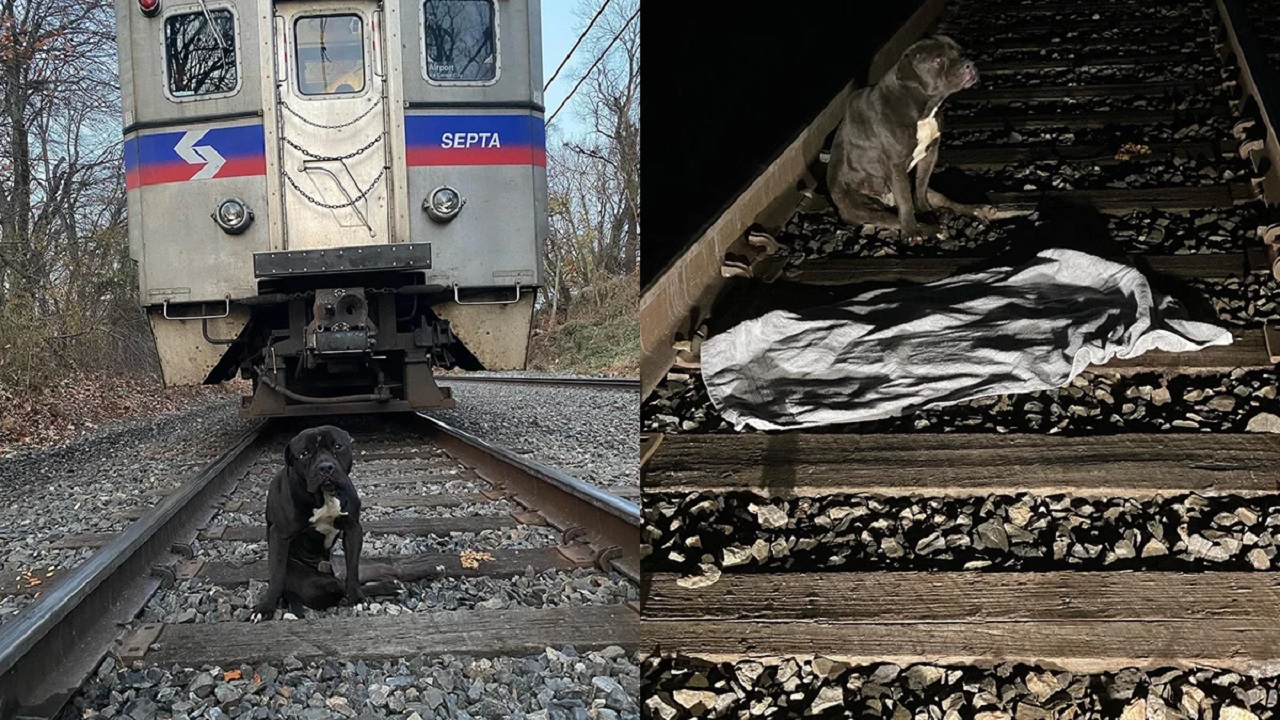 Cane salvato sui binari del treno