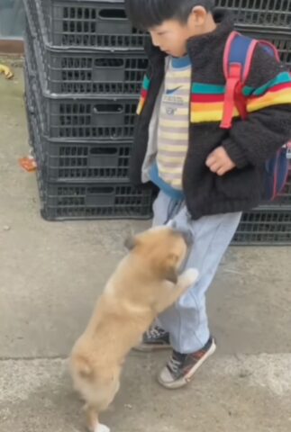 Il cucciolo di cane non vede l’ora che il suo padroncino torni da scuola, così lo aspetta alla fermata tutti i giorni (VIDEO)