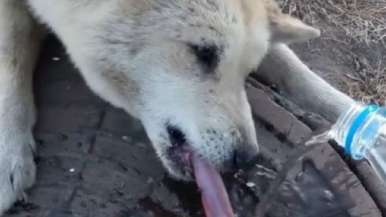 cane sdraiato su un tombino