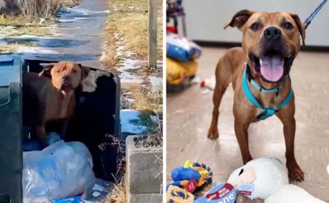 Questo cane viveva in un bidone della spazzatura e non voleva lasciarlo perché si sentiva al sicuro (VIDEO)