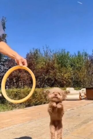 Il cagnolino è bravissimo a saltare nei cerchi, ma la padrona gli riserva uno spiacevole dispetto (VIDEO)