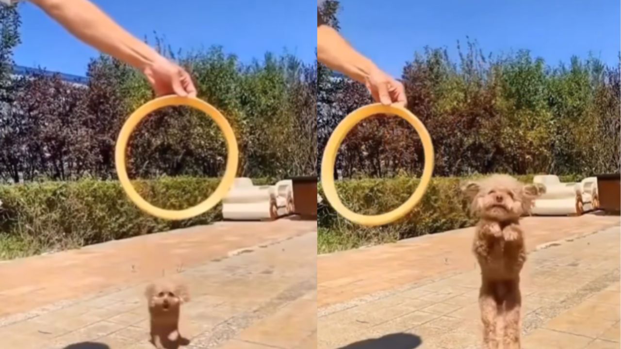 cane bravo a saltare nei cerchi