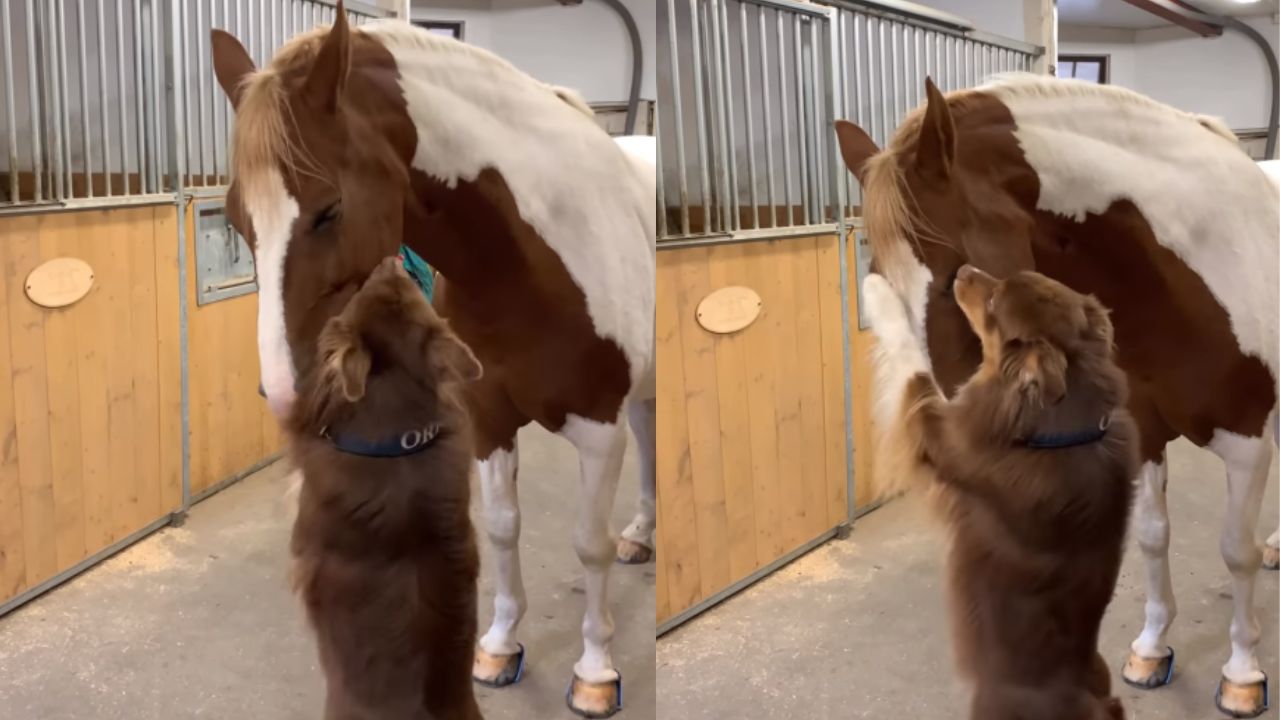 cane abbraccia cavallo