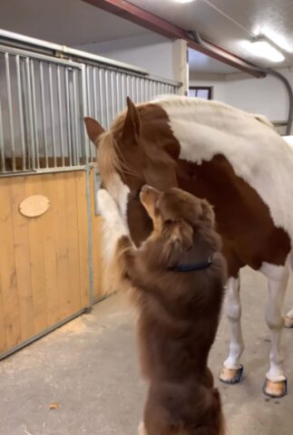 Cane e cavallo possono essere amici? Una testimonianza dal web sembra confermarlo (VIDEO)