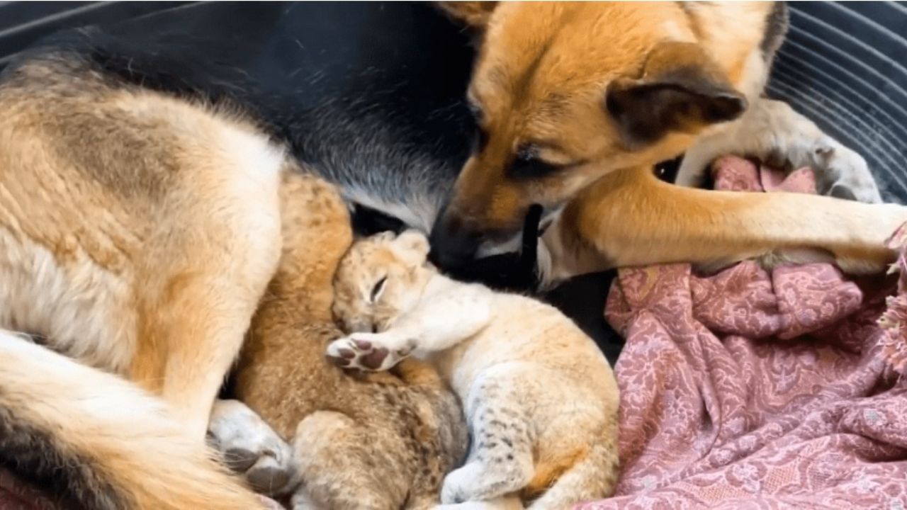 cane sdraiato con cucciolo leone