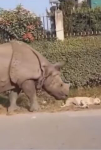 Un rinoceronte vaga per le strade e va contro al famoso detto “Non svegliare il can che dorme”