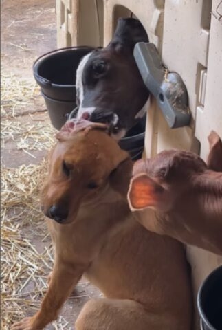Il cagnolino si fa coccolare da due vitellini; il filmato ha conquistato gli utenti (VIDEO)