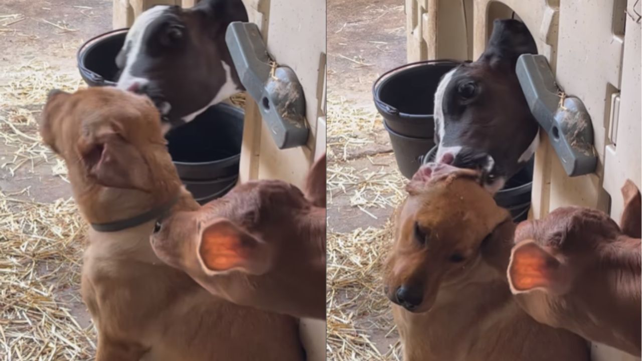 cane gioca con due vitellini
