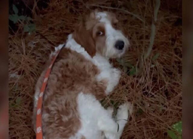 I soccorritori trovano un cane da solo nel bosco: stava usando degli aghi di pino come giaciglio