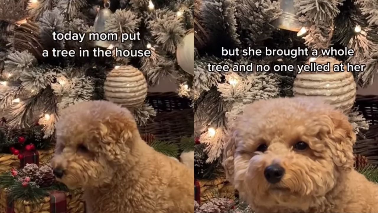 cane davanti albero Natale