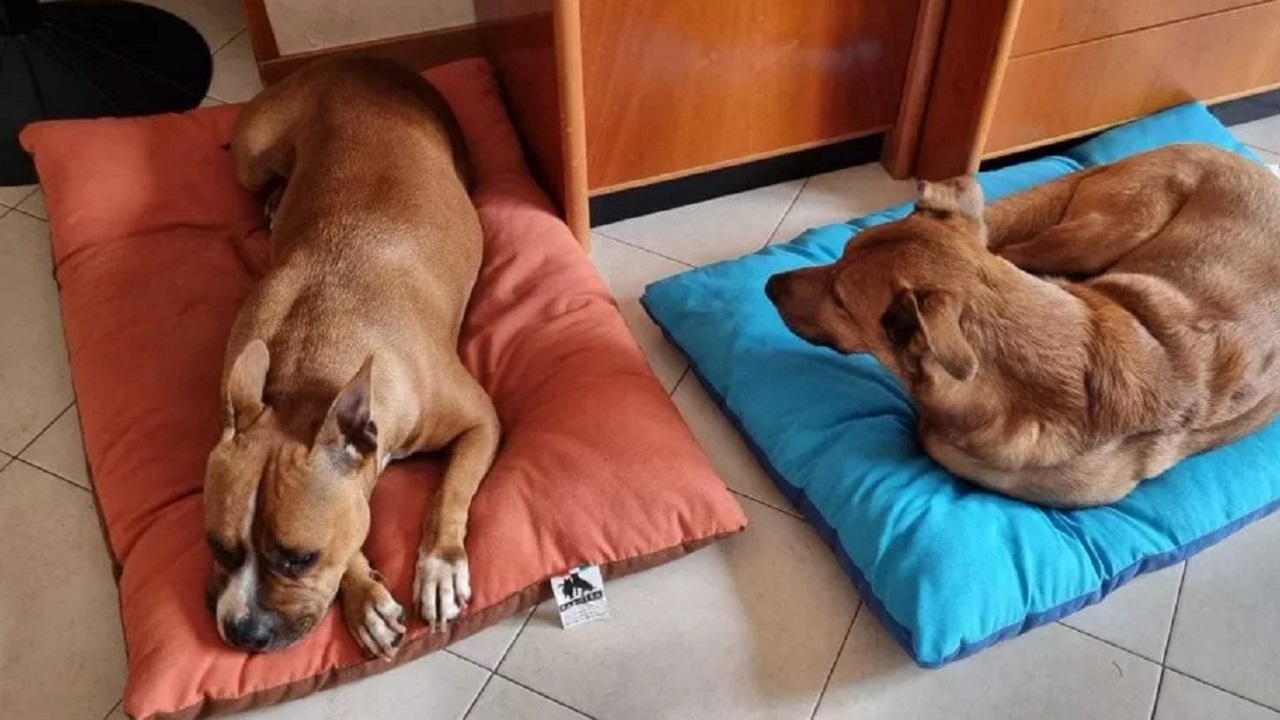 cani sdraiati sui loro materassi
