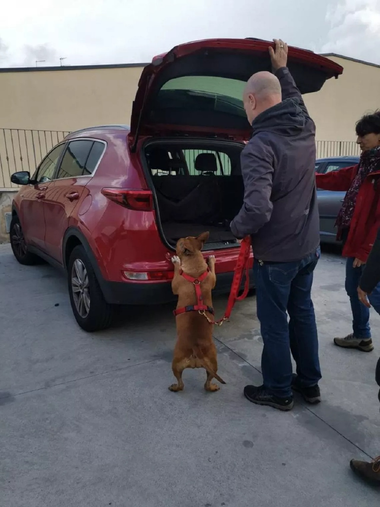 Cane entra in auto con il nuovo proprietario