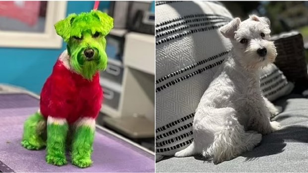 Cane bianco diventa verde come il Grinch