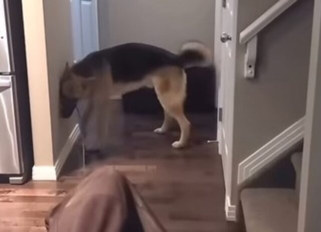 Il cane dispettoso decide di fare uno scherzo alla sua padrona mentre sta facendo le pulizie (VIDEO)