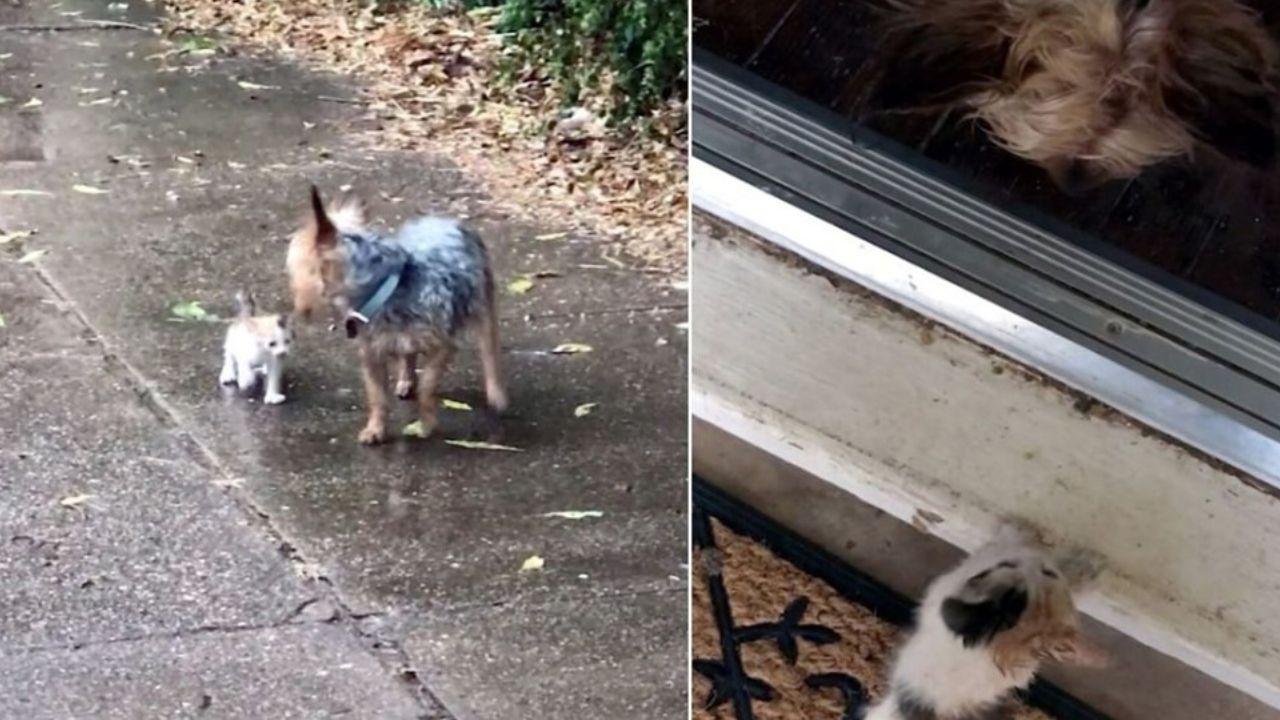 cane e gatto sotto la pioggia