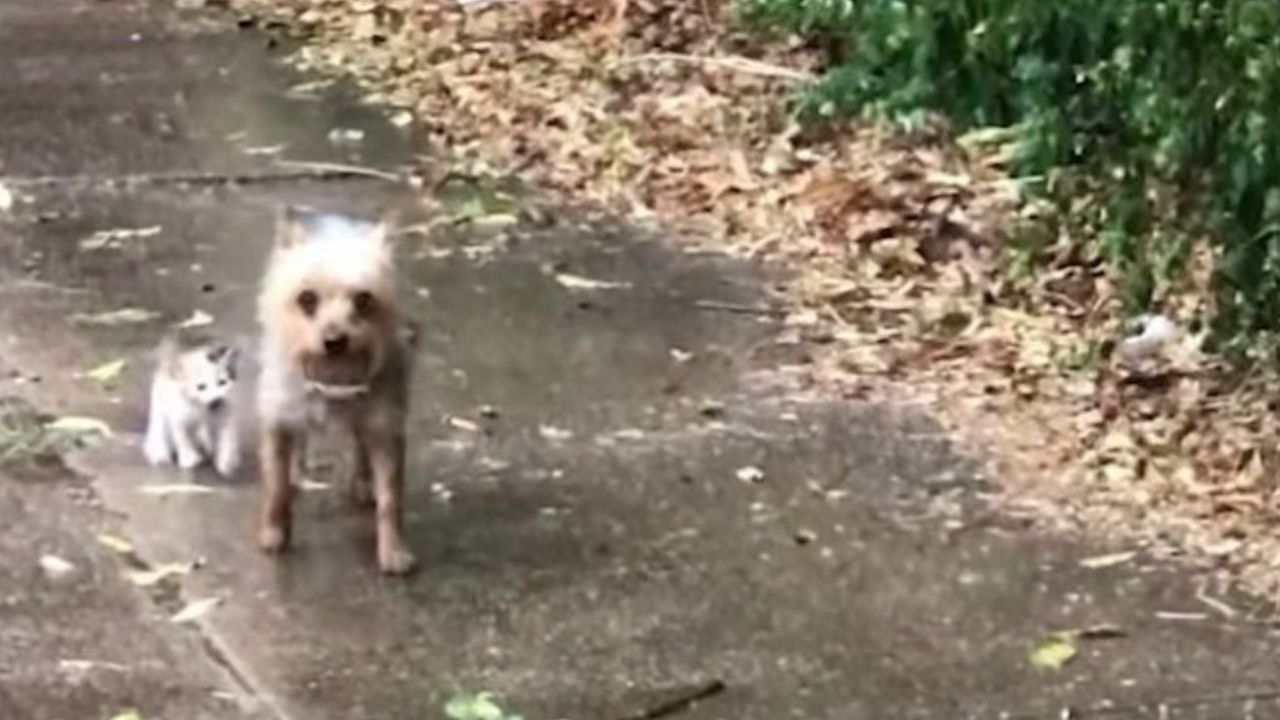 cane e gatto sul vialetto