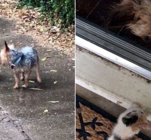 L’adorabile Yorkshire si imbatte in un gattino e lo salva durante un giorno di pioggia battente