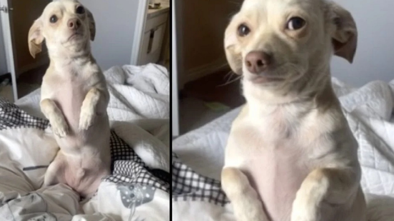 Cagnolino bianco con occhi da cucciolo