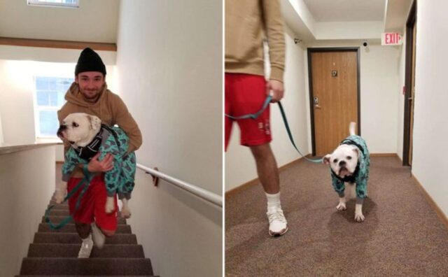 Il cane finge di zoppicare ogni volta che vede le scale solo per essere accompagnato dal suo papà