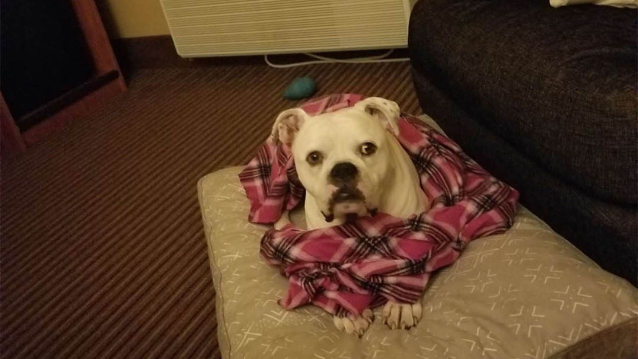 cagnolone disteso sul tappeto