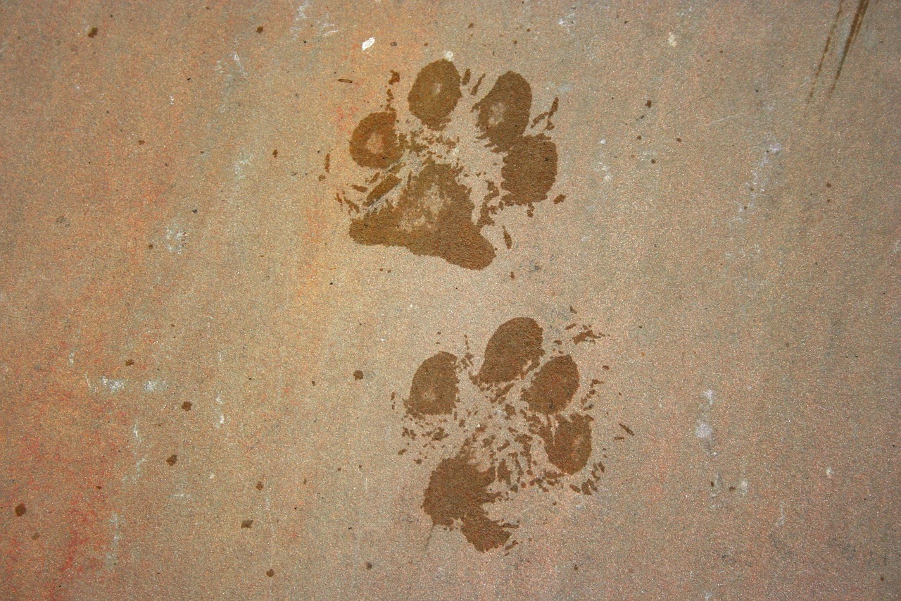 Impronte delle zampe del cane