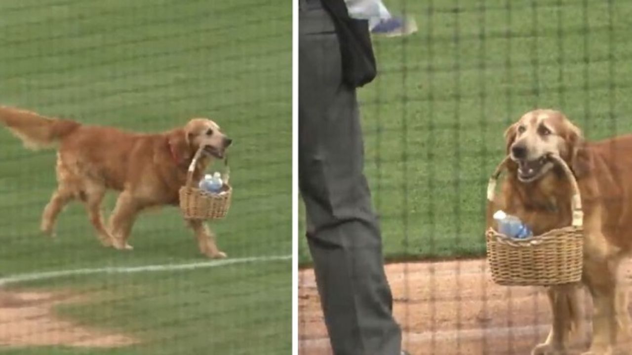 cane lavora allo stadio