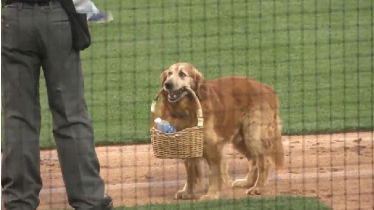 cane lavora allo stadio